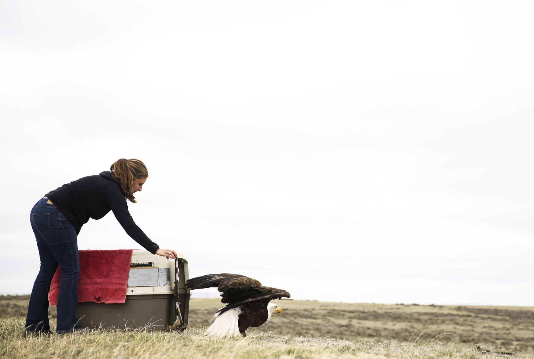 Kristin Amicarelle, a CSU-Pueblo graduate student, releases a mature bald eagle